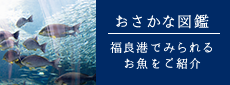 おさかな図鑑　福良港でみられるお魚をご紹介